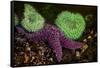 USA, Washington State, Rialto Beach. A anemones and Sea star on beach.-Jaynes Gallery-Framed Stretched Canvas