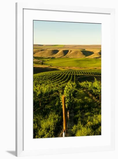 USA, Washington State, Richland. Goose Ridge vineyard at dawn.-Richard Duval-Framed Photographic Print