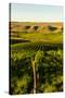 USA, Washington State, Richland. Goose Ridge vineyard at dawn.-Richard Duval-Stretched Canvas