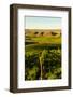 USA, Washington State, Richland. Goose Ridge vineyard at dawn.-Richard Duval-Framed Photographic Print