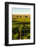 USA, Washington State, Richland. Goose Ridge vineyard at dawn.-Richard Duval-Framed Photographic Print