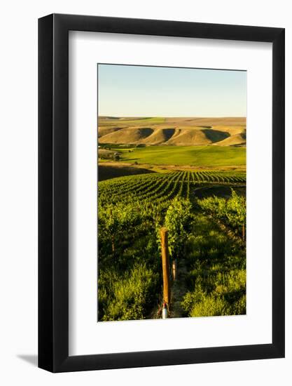 USA, Washington State, Richland. Goose Ridge vineyard at dawn.-Richard Duval-Framed Photographic Print