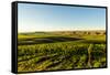 USA, Washington State, Richland. Goose Ridge vineyard at dawn.-Richard Duval-Framed Stretched Canvas