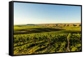 USA, Washington State, Richland. Goose Ridge vineyard at dawn.-Richard Duval-Framed Stretched Canvas