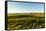 USA, Washington State, Richland. Goose Ridge vineyard at dawn.-Richard Duval-Framed Stretched Canvas