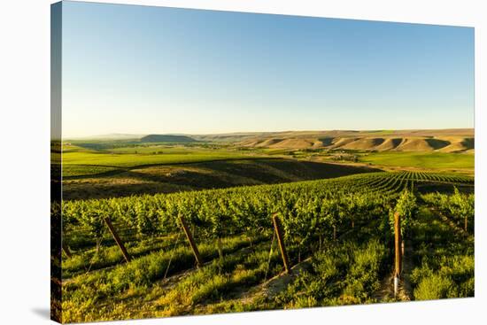 USA, Washington State, Richland. Goose Ridge vineyard at dawn.-Richard Duval-Stretched Canvas