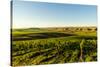 USA, Washington State, Richland. Goose Ridge vineyard at dawn.-Richard Duval-Stretched Canvas