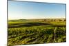 USA, Washington State, Richland. Goose Ridge vineyard at dawn.-Richard Duval-Mounted Photographic Print