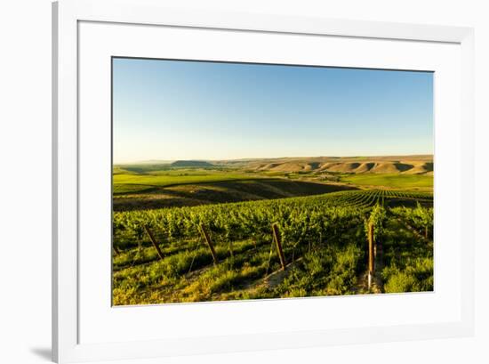 USA, Washington State, Richland. Goose Ridge vineyard at dawn.-Richard Duval-Framed Photographic Print