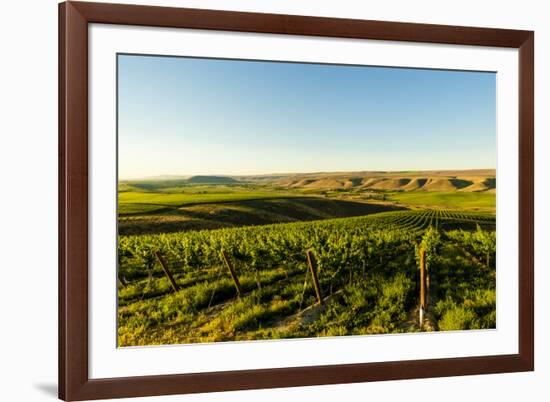 USA, Washington State, Richland. Goose Ridge vineyard at dawn.-Richard Duval-Framed Photographic Print