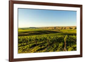 USA, Washington State, Richland. Goose Ridge vineyard at dawn.-Richard Duval-Framed Photographic Print