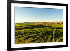 USA, Washington State, Richland. Goose Ridge vineyard at dawn.-Richard Duval-Framed Photographic Print