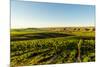 USA, Washington State, Richland. Goose Ridge vineyard at dawn.-Richard Duval-Mounted Photographic Print