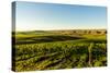 USA, Washington State, Richland. Goose Ridge vineyard at dawn.-Richard Duval-Stretched Canvas