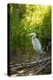USA, Washington State, Ridgefield NWR, Great Blue Heron.-Rick A. Brown-Stretched Canvas
