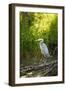 USA, Washington State, Ridgefield NWR, Great Blue Heron.-Rick A. Brown-Framed Photographic Print