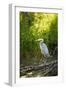 USA, Washington State, Ridgefield NWR, Great Blue Heron.-Rick A. Brown-Framed Photographic Print
