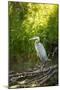 USA, Washington State, Ridgefield NWR, Great Blue Heron.-Rick A. Brown-Mounted Photographic Print