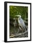 USA, Washington State, Ridgefield NWR, Great Blue Heron.-Rick A. Brown-Framed Photographic Print