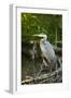 USA, Washington State, Ridgefield NWR, Great Blue Heron.-Rick A. Brown-Framed Photographic Print