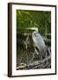 USA, Washington State, Ridgefield NWR, Great Blue Heron.-Rick A. Brown-Framed Photographic Print