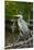 USA, Washington State, Ridgefield NWR, Great Blue Heron.-Rick A. Brown-Mounted Photographic Print
