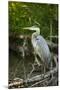 USA, Washington State, Ridgefield NWR, Great Blue Heron.-Rick A. Brown-Mounted Photographic Print