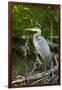 USA, Washington State, Ridgefield NWR, Great Blue Heron.-Rick A. Brown-Framed Photographic Print