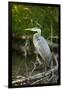 USA, Washington State, Ridgefield NWR, Great Blue Heron.-Rick A. Brown-Framed Photographic Print