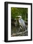 USA, Washington State, Ridgefield NWR, Great Blue Heron.-Rick A. Brown-Framed Photographic Print