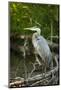 USA, Washington State, Ridgefield NWR, Great Blue Heron.-Rick A. Brown-Mounted Photographic Print