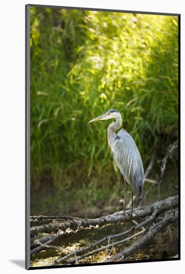 USA, Washington State, Ridgefield NWR, Great Blue Heron.-Rick A. Brown-Mounted Photographic Print