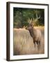 Usa, Washington State, Roslyn. Bull Roosevelt Elk in grass-Merrill Images-Framed Photographic Print