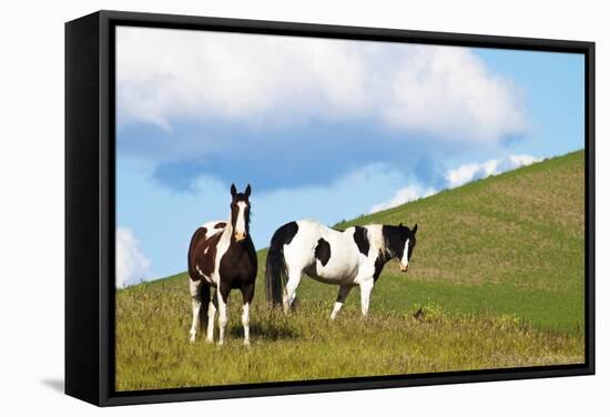 USA, Washington State, Saint John. Horses on the Hillside-Terry Eggers-Framed Stretched Canvas