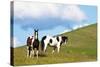 USA, Washington State, Saint John. Horses on the Hillside-Terry Eggers-Stretched Canvas