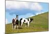 USA, Washington State, Saint John. Horses on the Hillside-Terry Eggers-Mounted Photographic Print