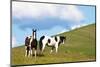 USA, Washington State, Saint John. Horses on the Hillside-Terry Eggers-Mounted Photographic Print