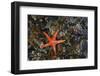 USA, Washington State, Salt Creek Recreation Area. Blood star on beach.-Jaynes Gallery-Framed Photographic Print