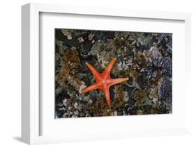 USA, Washington State, Salt Creek Recreation Area. Blood star on beach.-Jaynes Gallery-Framed Photographic Print