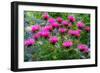 USA, Washington State, Sammamish and our garden with pink Bee Balm.-Sylvia Gulin-Framed Photographic Print