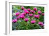 USA, Washington State, Sammamish and our garden with pink Bee Balm.-Sylvia Gulin-Framed Photographic Print