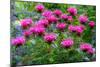 USA, Washington State, Sammamish and our garden with pink Bee Balm.-Sylvia Gulin-Mounted Photographic Print