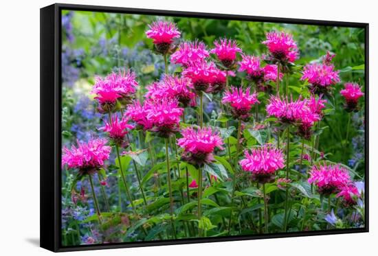 USA, Washington State, Sammamish and our garden with pink Bee Balm.-Sylvia Gulin-Framed Stretched Canvas