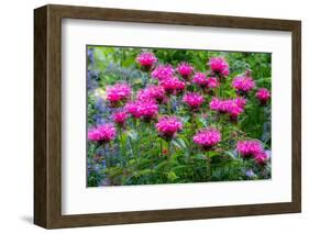 USA, Washington State, Sammamish and our garden with pink Bee Balm.-Sylvia Gulin-Framed Photographic Print