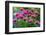 USA, Washington State, Sammamish and our garden with pink Bee Balm.-Sylvia Gulin-Framed Photographic Print