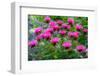 USA, Washington State, Sammamish and our garden with pink Bee Balm.-Sylvia Gulin-Framed Photographic Print