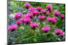 USA, Washington State, Sammamish and our garden with pink Bee Balm.-Sylvia Gulin-Mounted Photographic Print