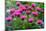 USA, Washington State, Sammamish and our garden with pink Bee Balm.-Sylvia Gulin-Mounted Photographic Print