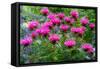 USA, Washington State, Sammamish and our garden with pink Bee Balm.-Sylvia Gulin-Framed Stretched Canvas