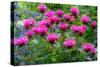 USA, Washington State, Sammamish and our garden with pink Bee Balm.-Sylvia Gulin-Stretched Canvas